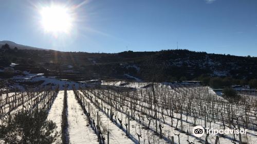 Tenuta delle Terre Nere Azienda Vinicola