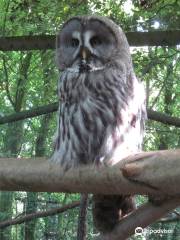 帕伊貓頭鷹和動物園