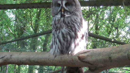 帕伊貓頭鷹和動物園