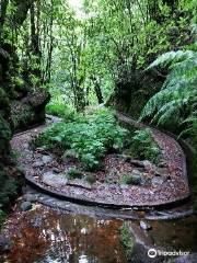 Levada dos Cedros