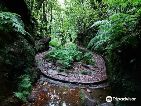 Levada dos Cedros