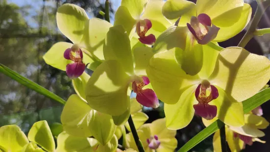 Kaziranga National Orchid And Biodiversity Park