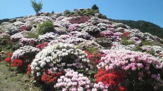 星の花公園