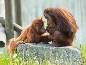 Zoo d'Amneville