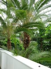 Jardín de plantas tropicales de Itabashi