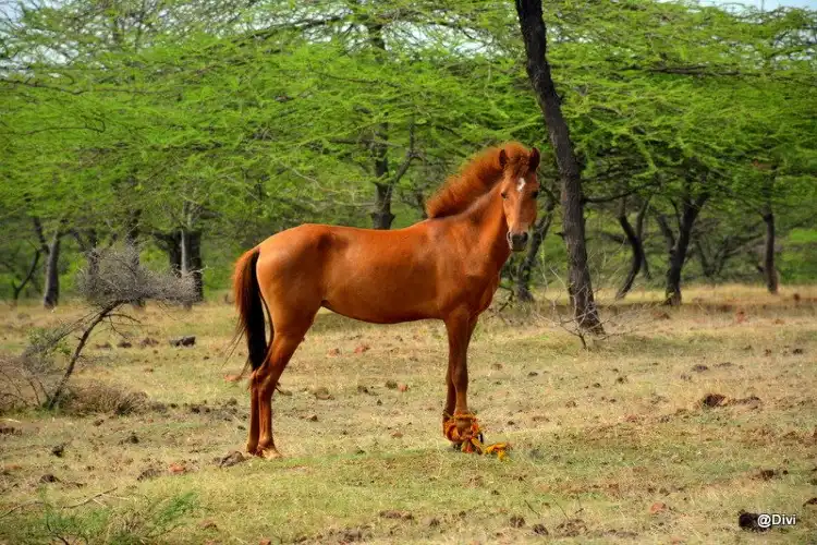 Hotels near Mayureshwar Wildlife Sanctuary