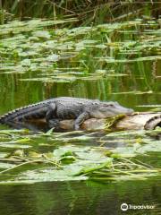 Waccamaw River Tours