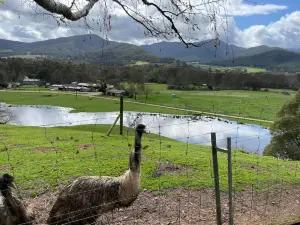 The Red Stag Deer and Emu Farm