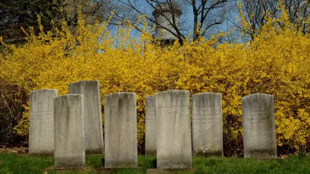 Hotels near Mount Auburn Cemetery