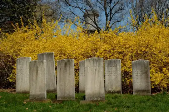 Hotels near Mount Auburn Cemetery