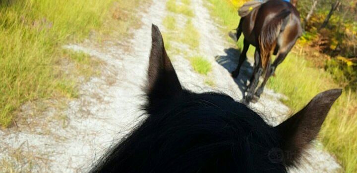 Caballo Loco Art Equestre