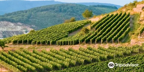 Holdv?lgy Cellar Experience