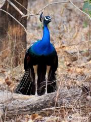 Rajaji Tiger Reserve