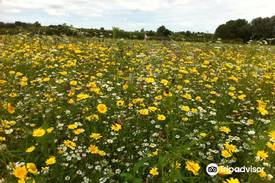 Field of Dreams