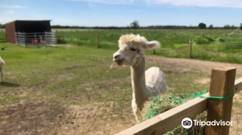 Elmet Alpaca Trekking and Tearoom