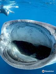 Cancun Whale Sharks