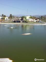 Bosque Urbano Torreon