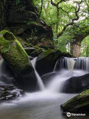 Healey Dell Nature Reserve