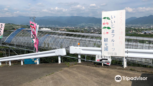 Strawberry Picking Iijima Fruit Farm