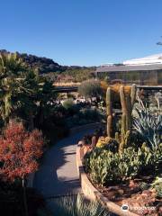 Desert CITY | Venta de cactus y otras suculentas