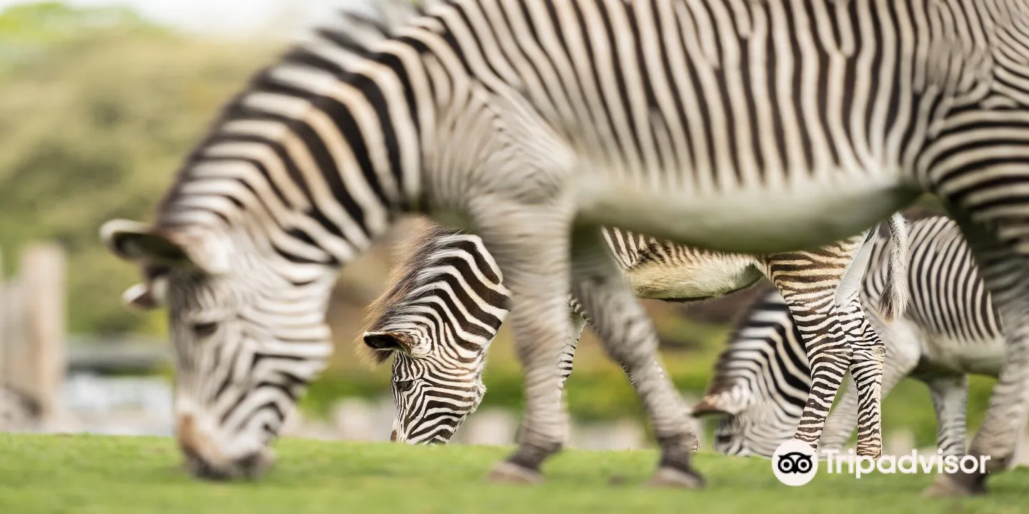 4_Marwell Zoo