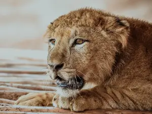 National Zoo Rabat Morocco