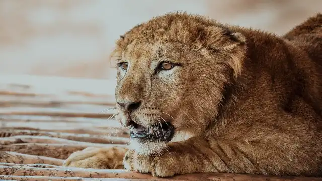 National Zoo Rabat Morocco