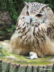 The Rutland Falconry and Owl Centre