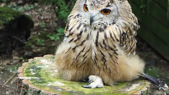 The Rutland Falconry and Owl Centre