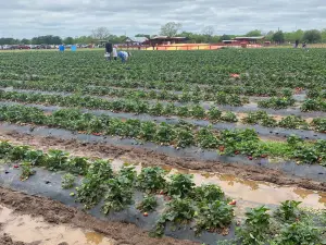 Sweet Berry Farm