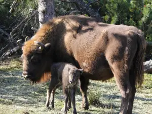 Reserve Bisons Margeride Europe