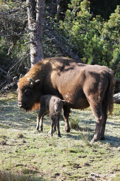Reserve Bisons Margeride Europe