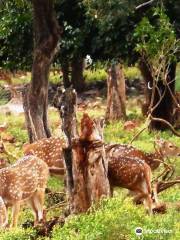 Tirumala Deer Park Reserve