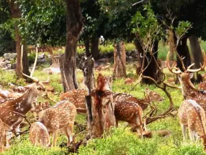 Tirumala Deer Park Reserve