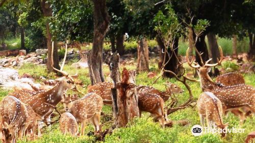 Tirumala Deer Park Reserve