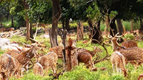 Tirumala Deer Park Reserve