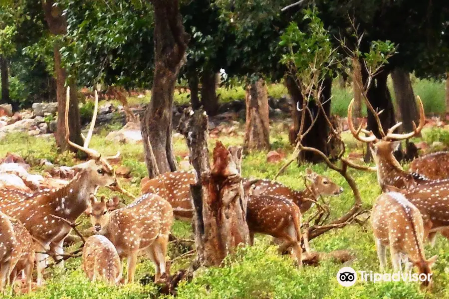 Tirumala Deer Park Reserve