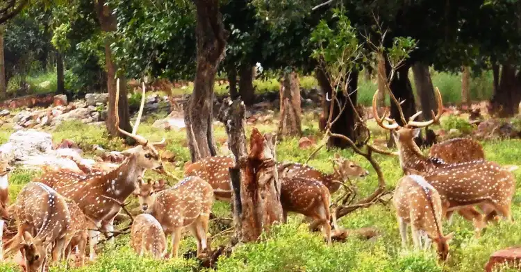 Hotels near Tirumala Deer Park Reserve