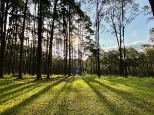 Bo Kaeo Pine Tree Garden