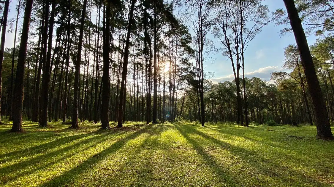 Hotels near Bo Kaeo Pine Tree Garden