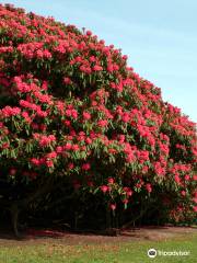 The Lost Gardens of Heligan