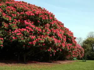 The Lost Gardens of Heligan