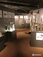 The Icelandic Phallological Museum (Hið Íslenzka Reðasafn)