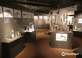 The Icelandic Phallological Museum (Hið Íslenzka Reðasafn)