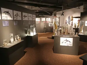 The Icelandic Phallological Museum (Hið Íslenzka Reðasafn)