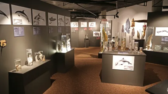 The Icelandic Phallological Museum (Hið Íslenzka Reðasafn)