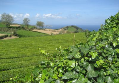 Gorreana Tea Factory