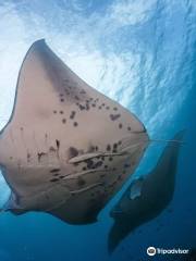 Sanctum Dive - Nusa Penida - Bali Diving, Manta diving, Mola Mola