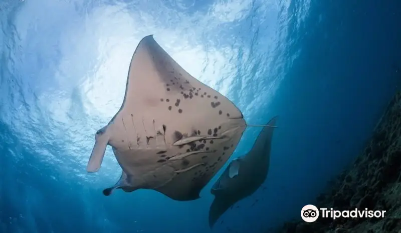 Sanctum Dive - Nusa Penida - Bali Diving, Manta diving, Mola Mola