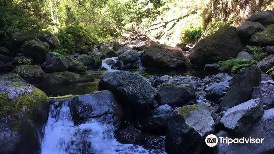 MadTrout - Madeira Trout Fishing
